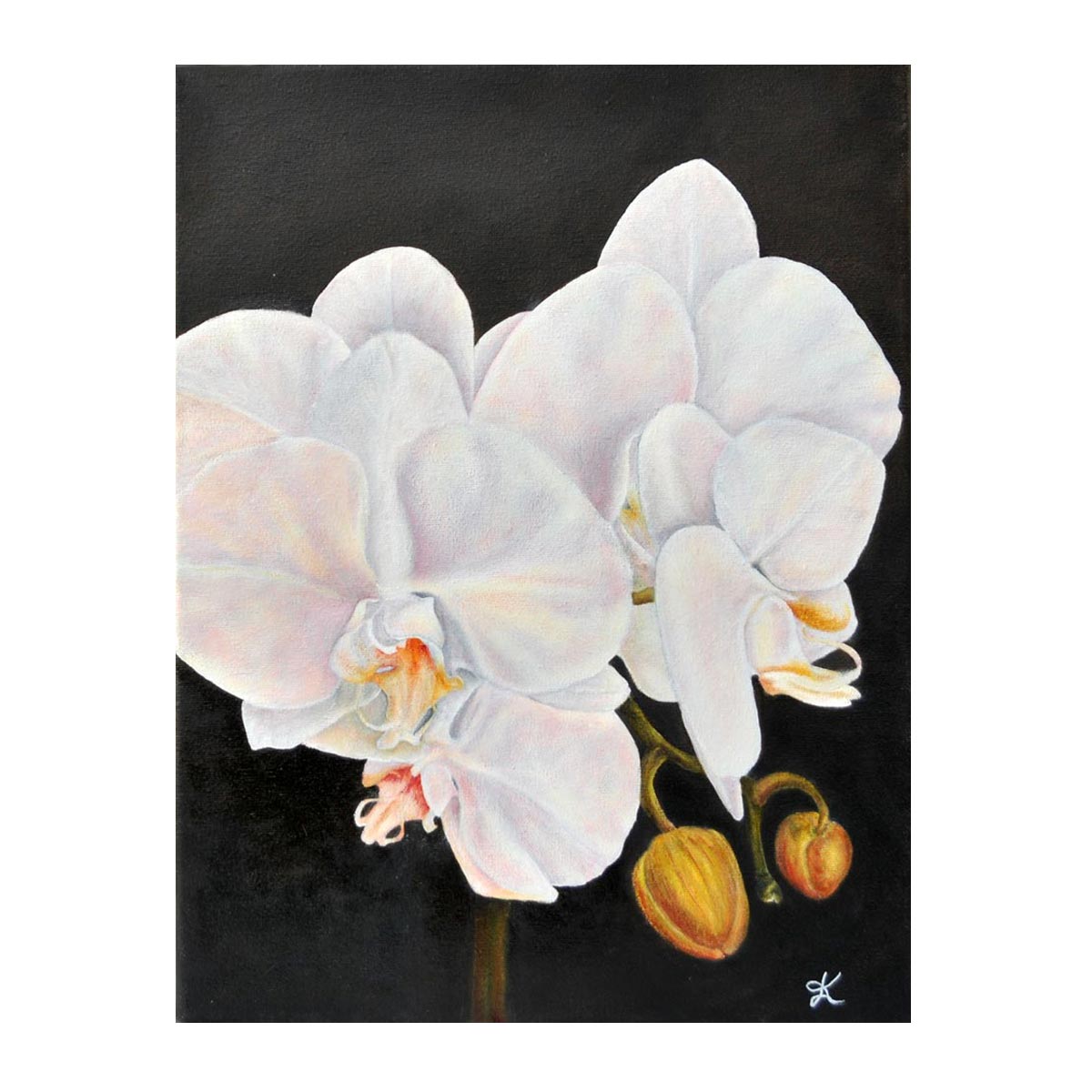 M Graham Artists' Oil Paint Basic 5 Colour Set + Free Bonus